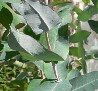 Eucalyptus Globulus 80/85 percent Essential Oil 5